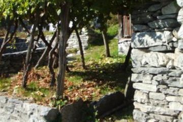 Frazione Coimo - Vigneto in Paese